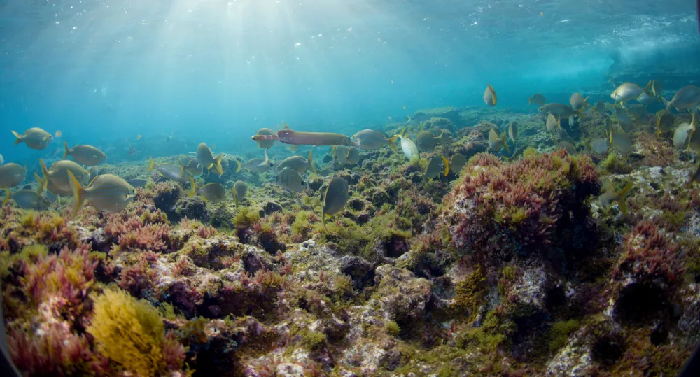 Aquarium Montagne jaune