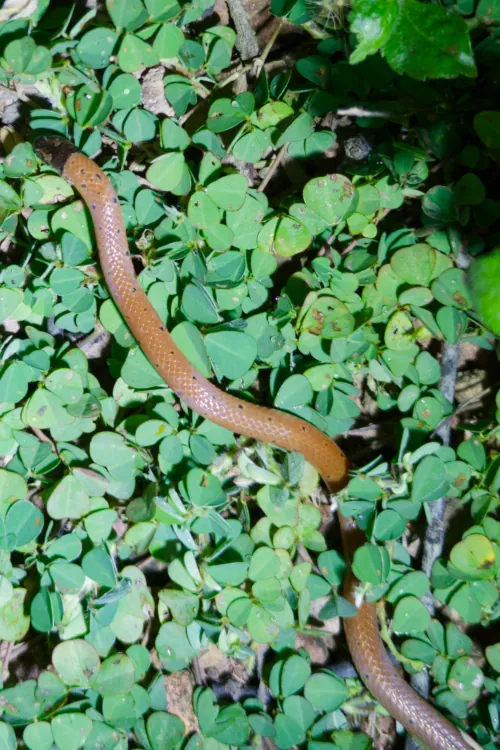 Calliophis maculicepsp