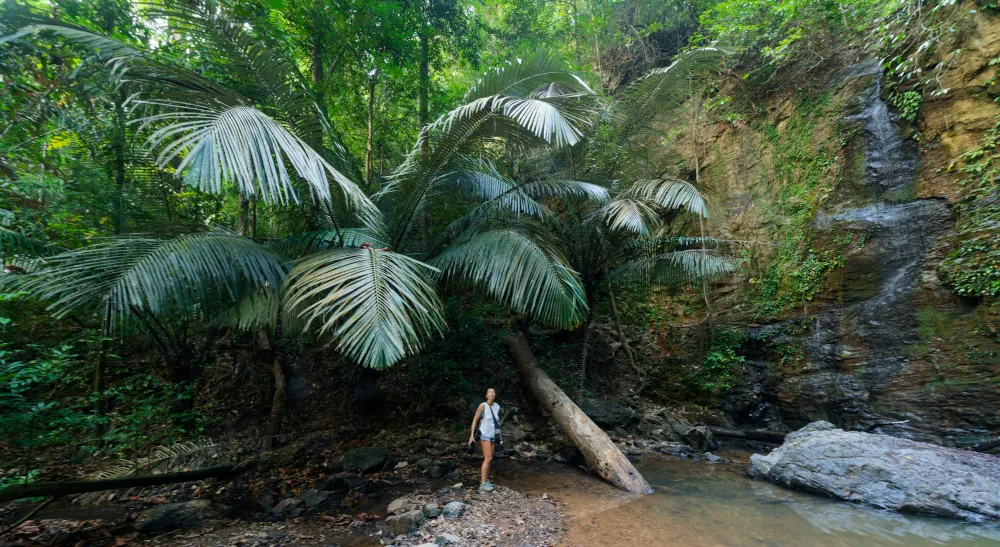 La végétation est immense
