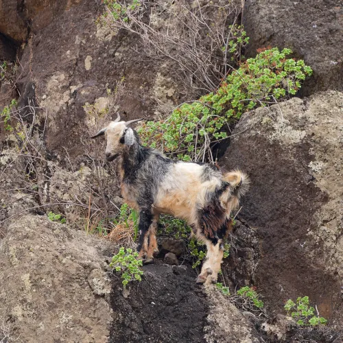 Chèvre dans les rochers de Barranco Zàpata