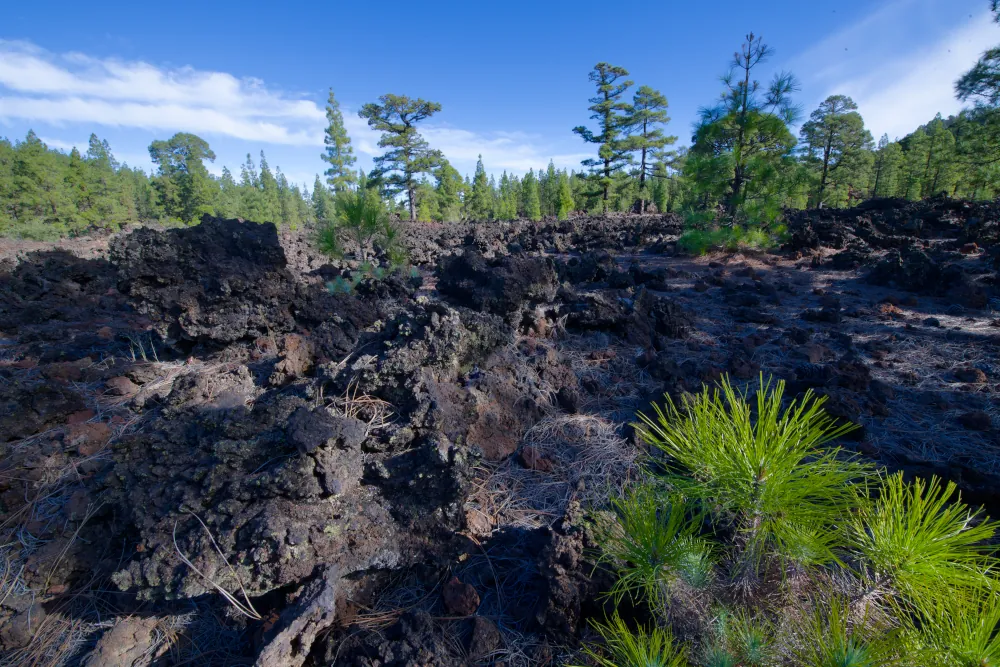 Pinède et coulée volcanique