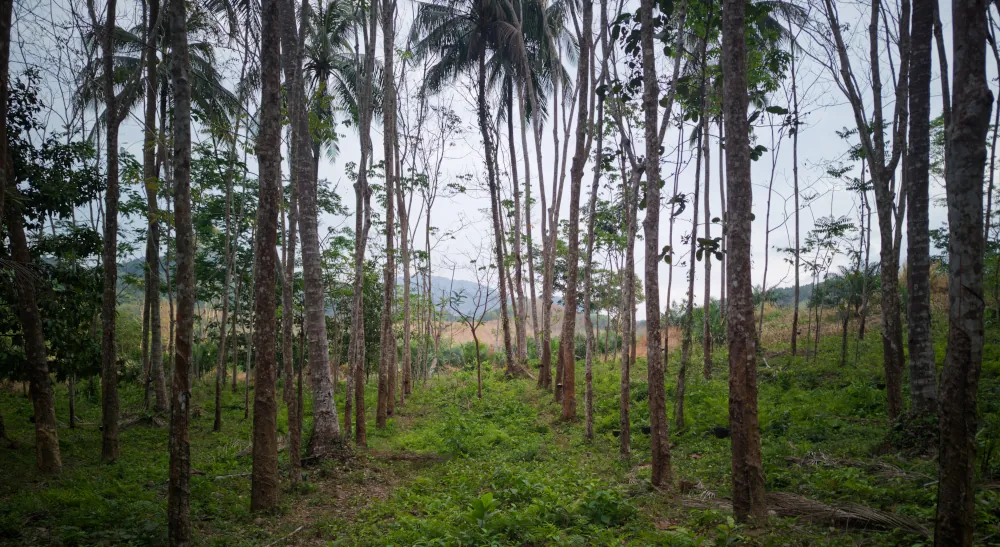 Plantations d'Hévéa