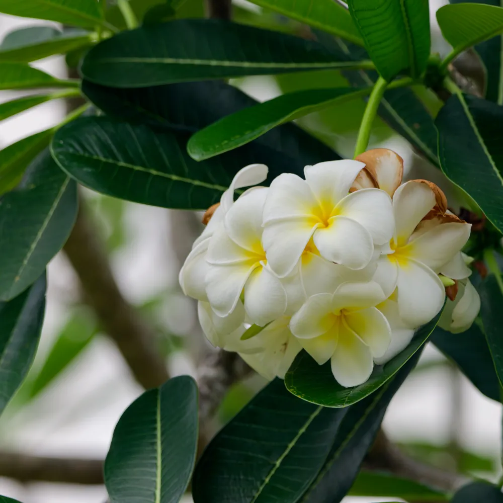 Fleurs de frangipanier