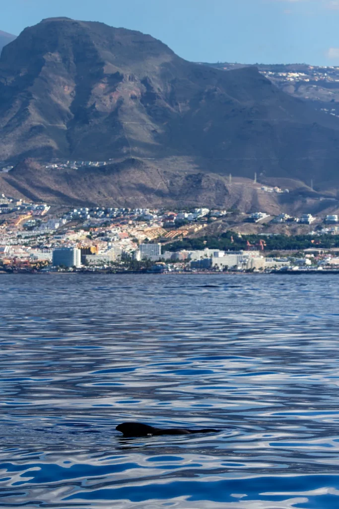 Globicéphale tropical