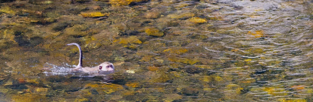 Macaque rivière Khao Sok
