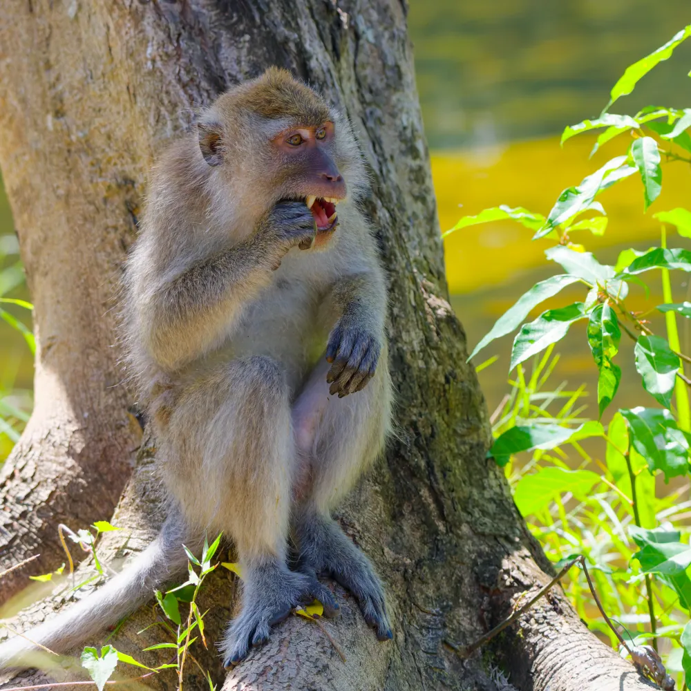 Les canines du macaque