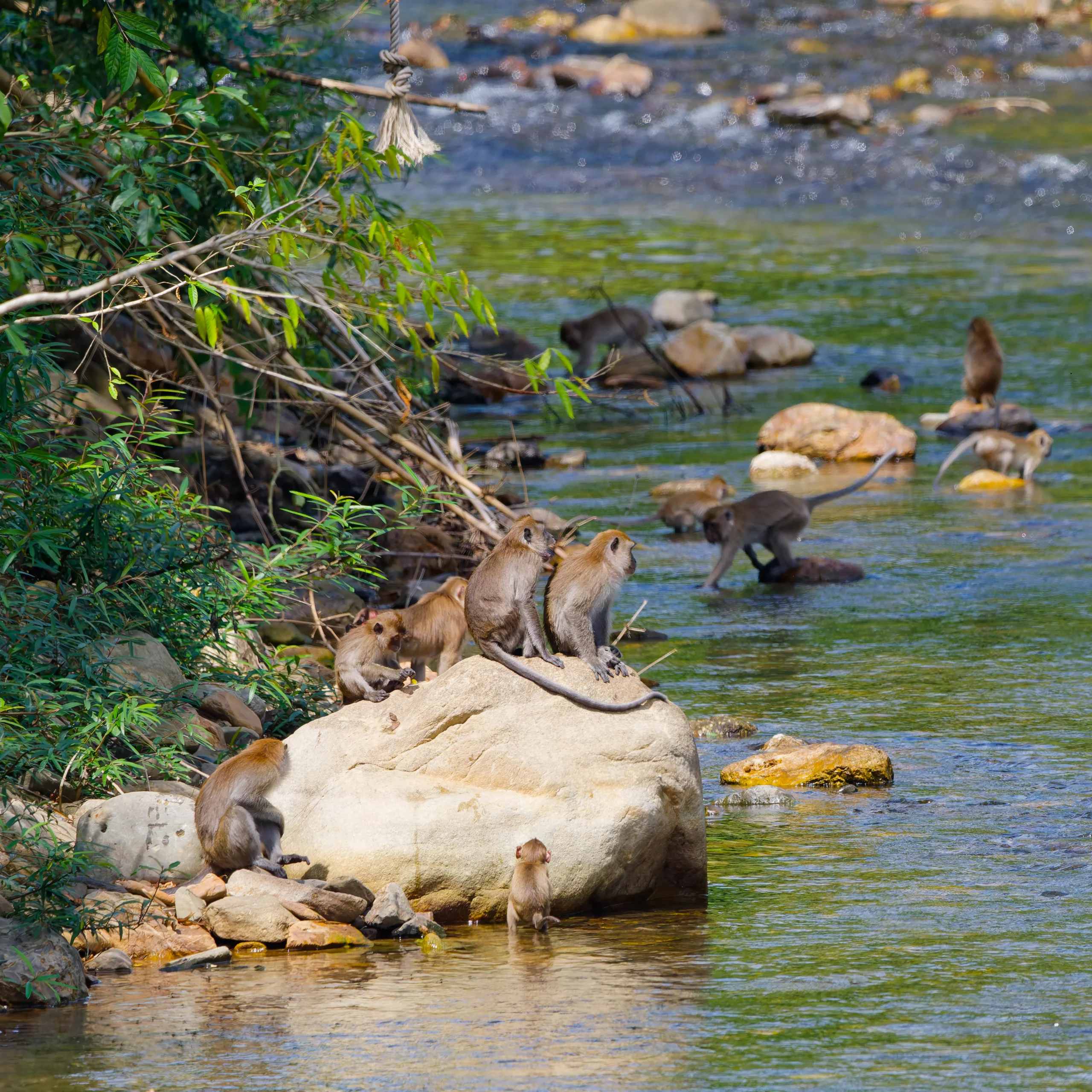 Macaques crabiers dans la rivière Khao Sok