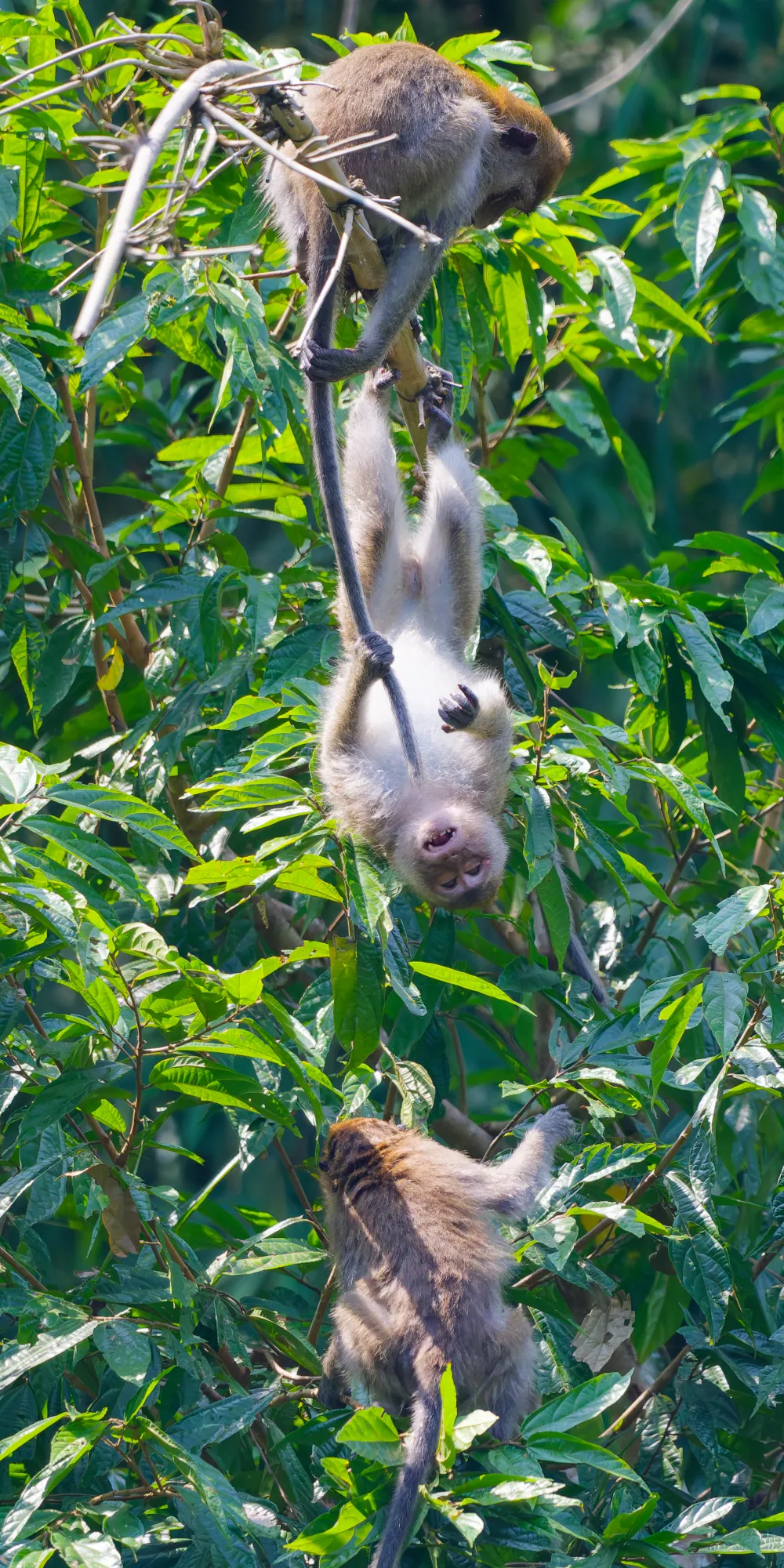 Macaques crabiers