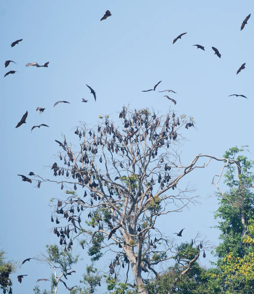 Roussette Commune Pteropus vampyrus
