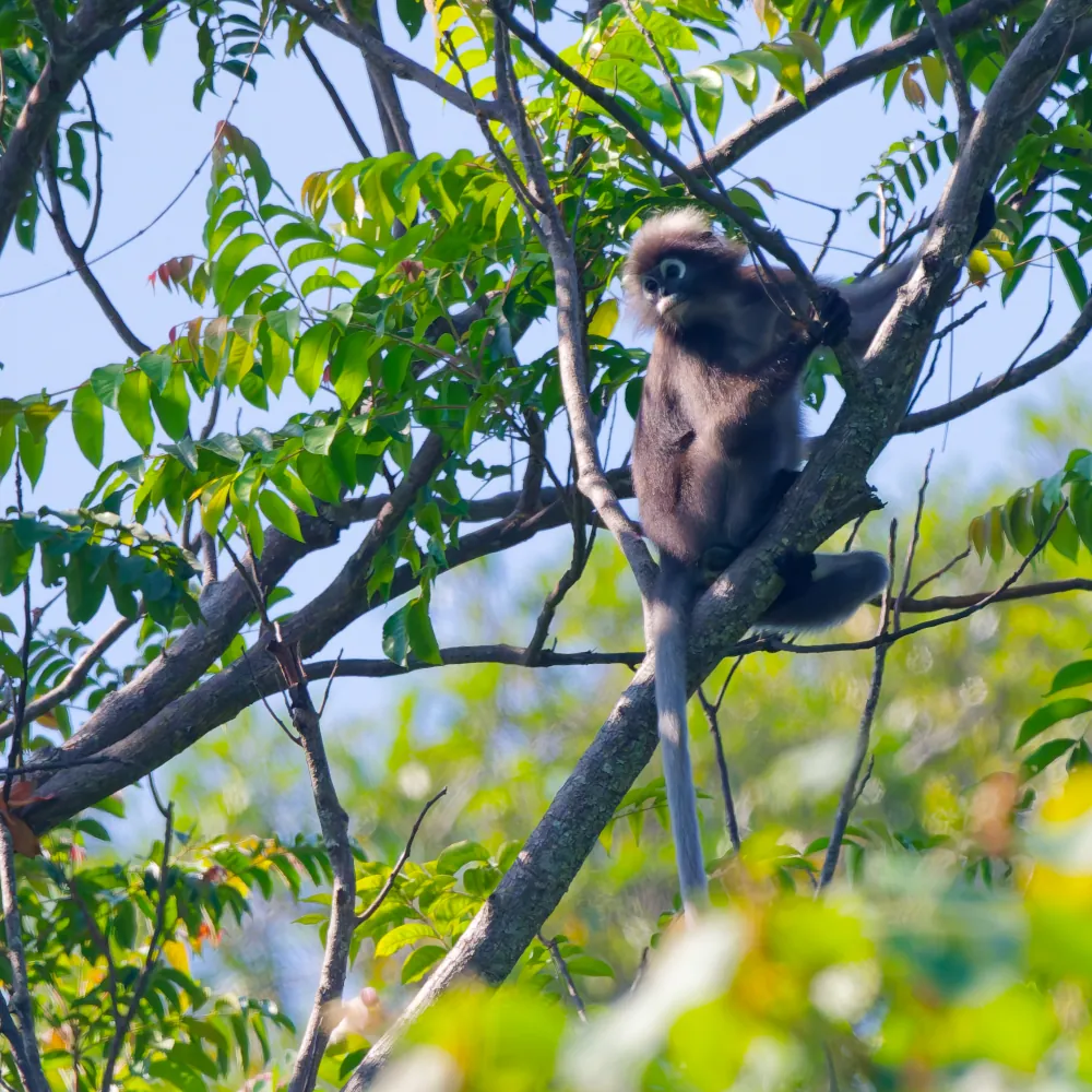 Semnopithèque obscur