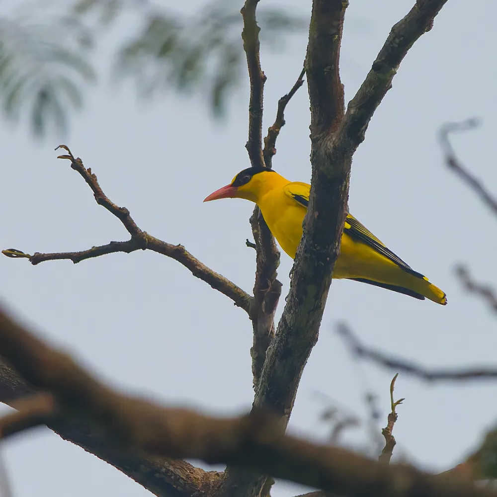 Loriot de Chine - Oriolus chinensis