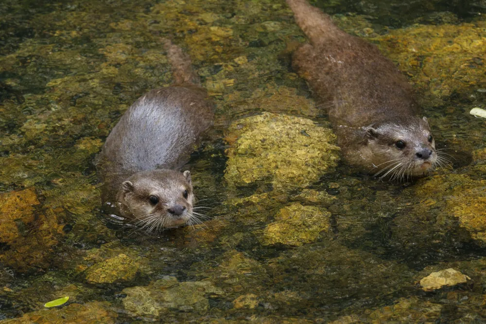 Aonyx cinereus Loutres cendrées