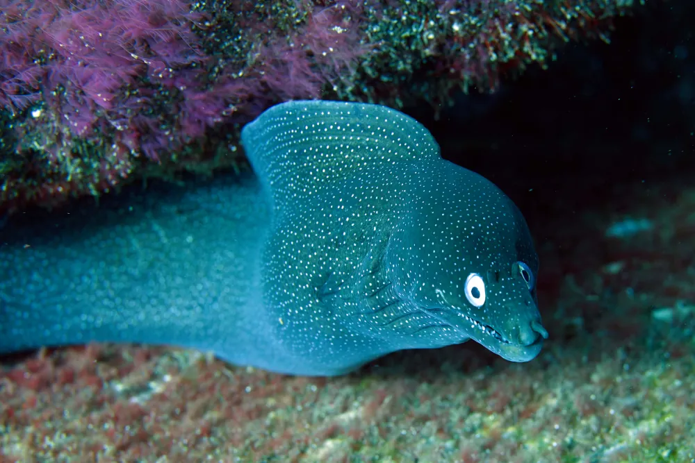Murène à œil blanc