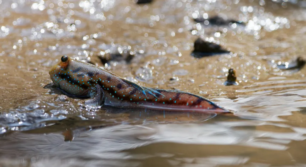 Gobbie à grands yeux de Boddart Boleophthalmus boddarti