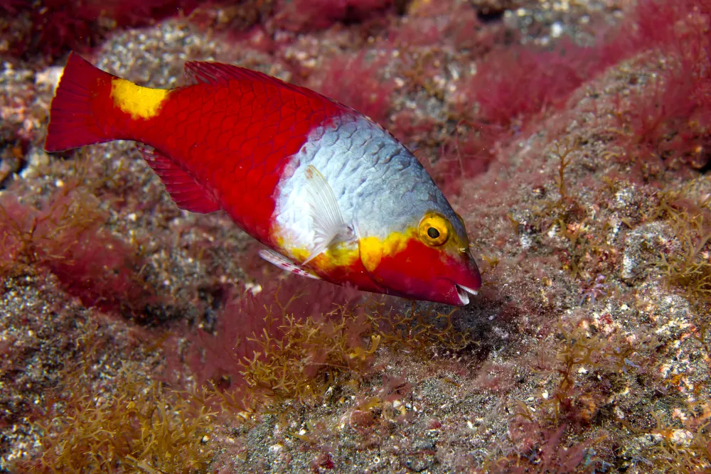 Poisson perroquet de Méditerranée