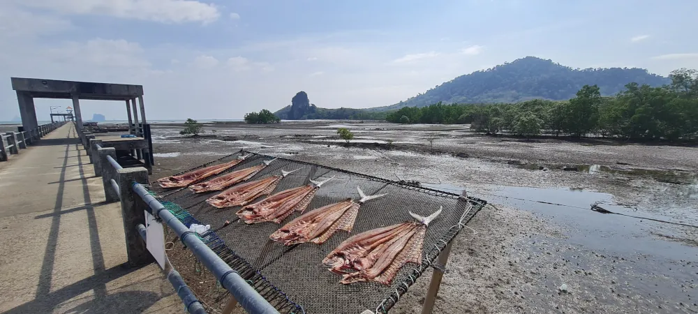 Le poisson sèche directement sur le ponton de la tour de guet