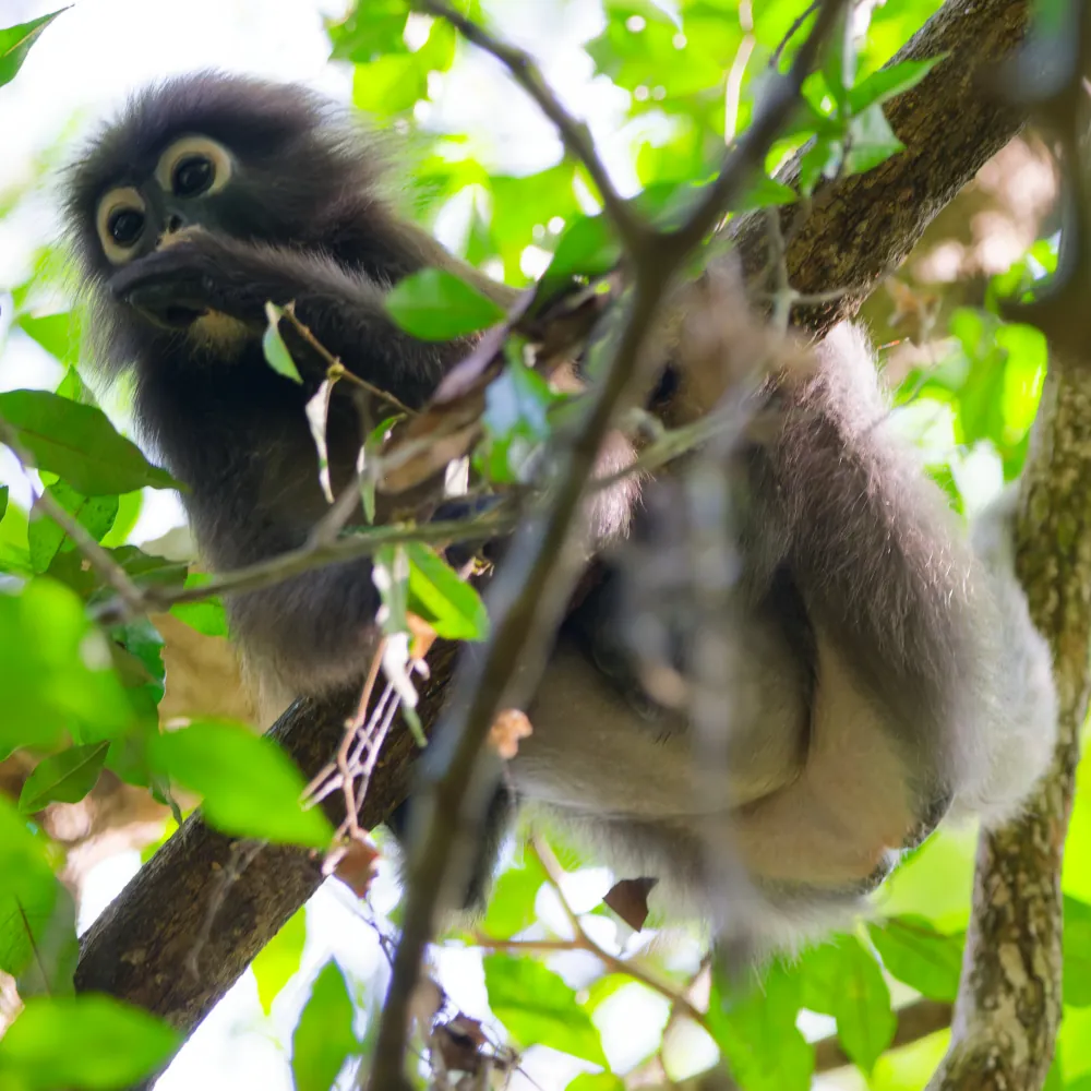 Semnopithèque obscur