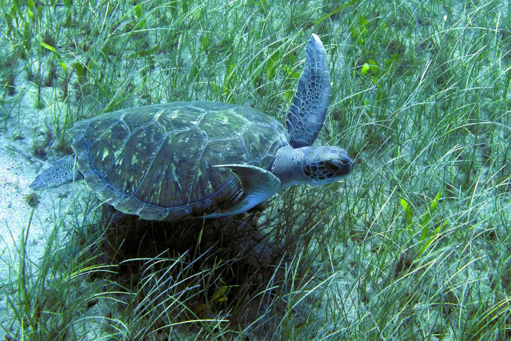 Tortue verte