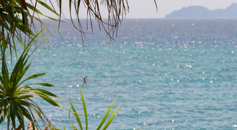 Trichonephila antipodiana sur fond de carte postale