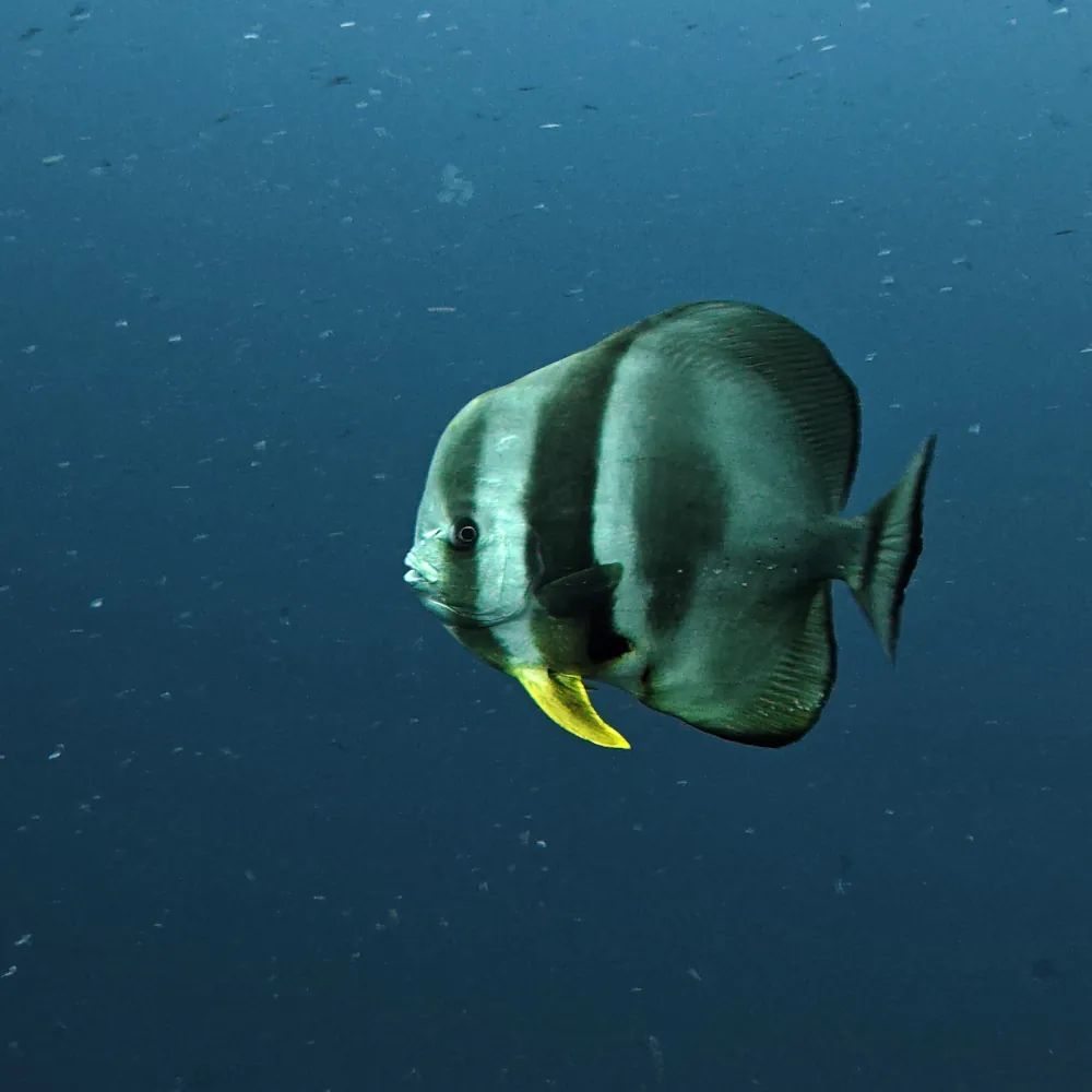 Platax à Longues Nageoires Platax teira