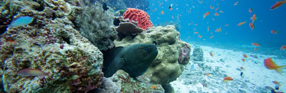 Murène Javanaise Gymnothorax javanicus