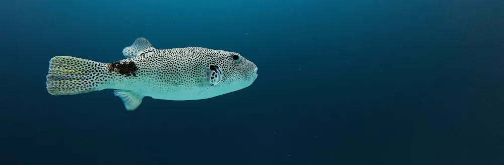 Tétrodon Étoilé Arothron stellatus