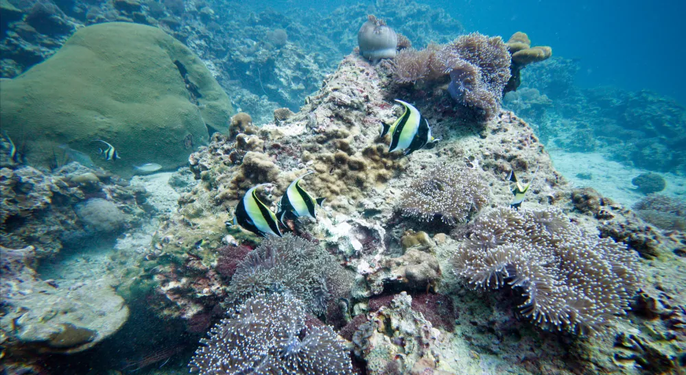 Idole Maure - Zanclus cornutus