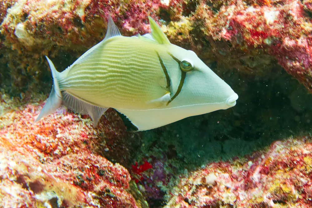 Baliste Boomerang Sufflamen bursa