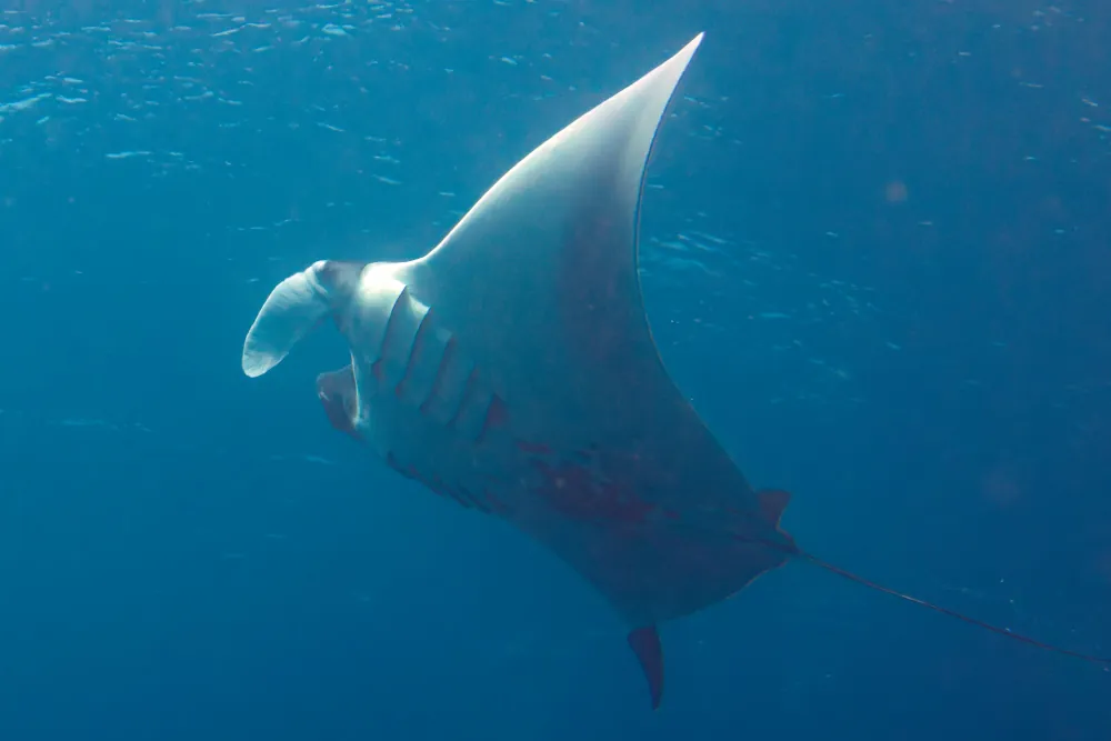 Raie Manta Géante Mobula birostris