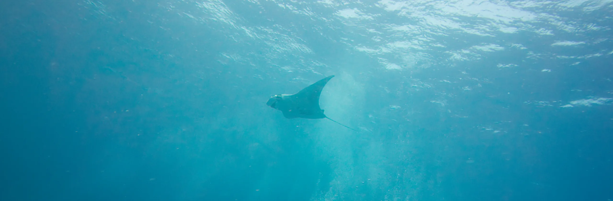 Raie Manta Géante Mobula birostris