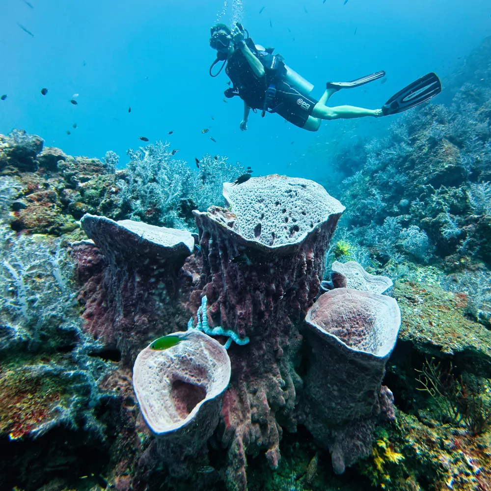 Pauline et les Eponge-Barriques