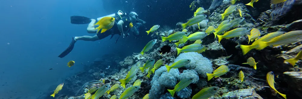 Demoiselle Dorée Amblyglyphidodon aureus