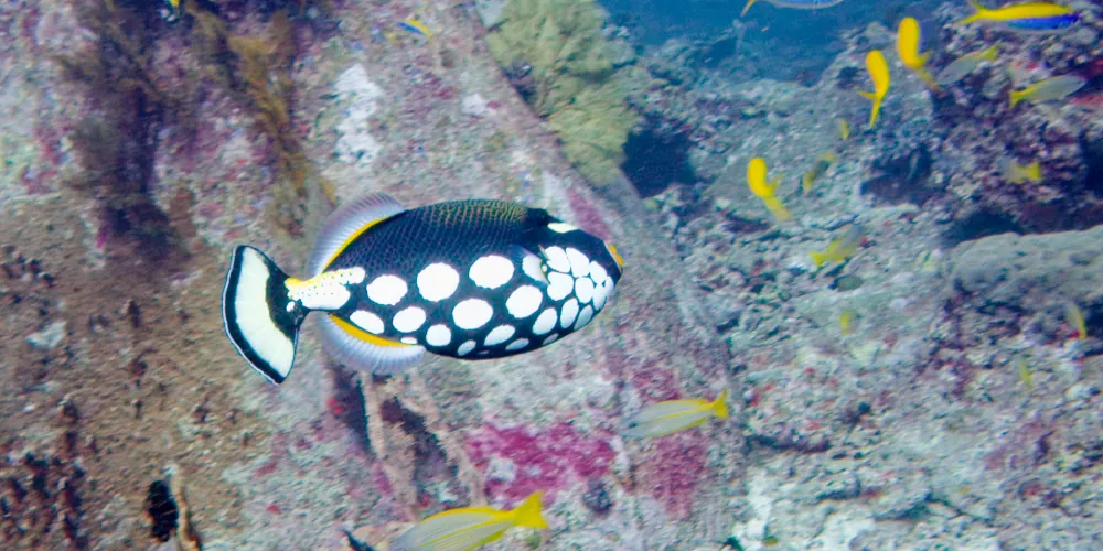 Baliste-Clown Balistoides conspicillum