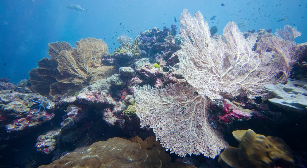 Gorgone Noueuse Melithaea ochracea