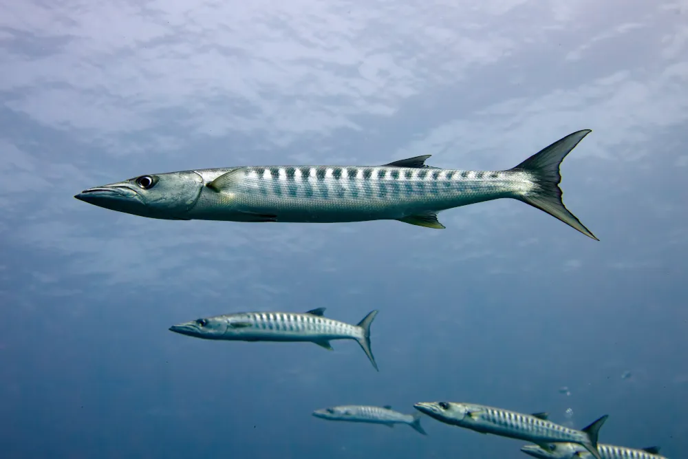 Barracuda à Nageoires Noires Sphyraena qenieQ