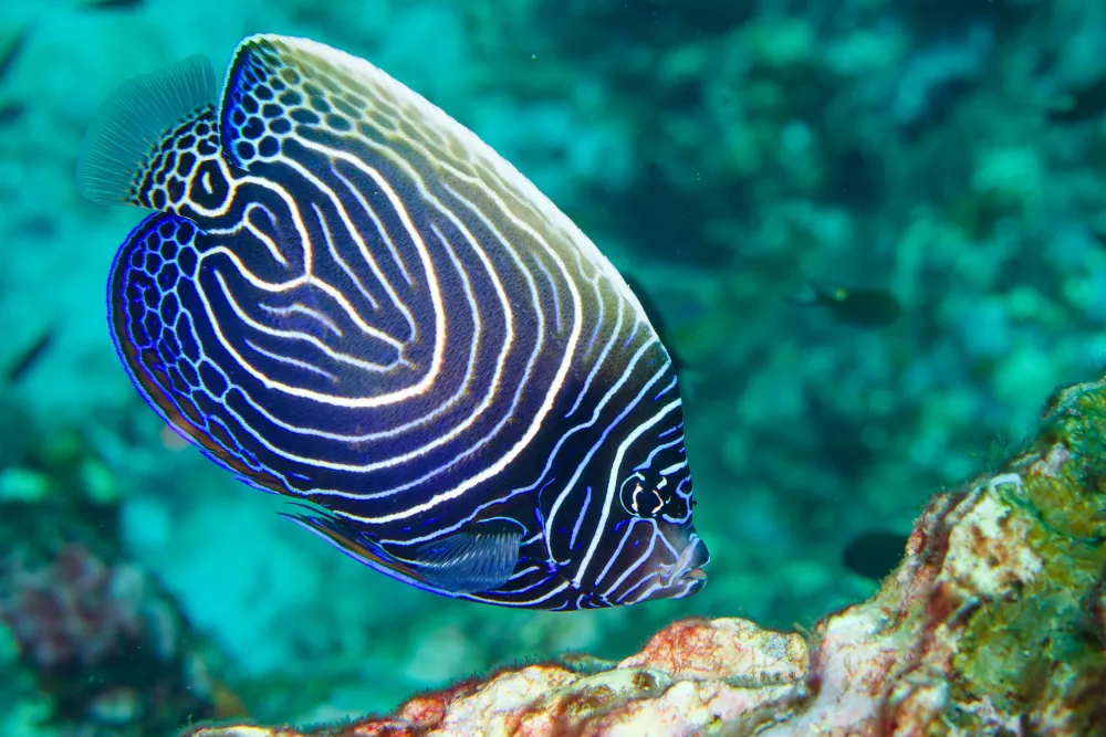 Poisson-ange Empereur Pomacanthus imperator