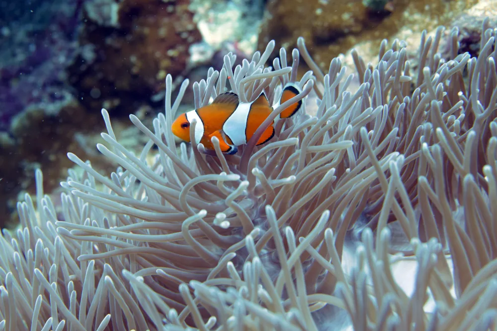 Poisson-clown à Trois Bandes Amphiprion ocellaris
