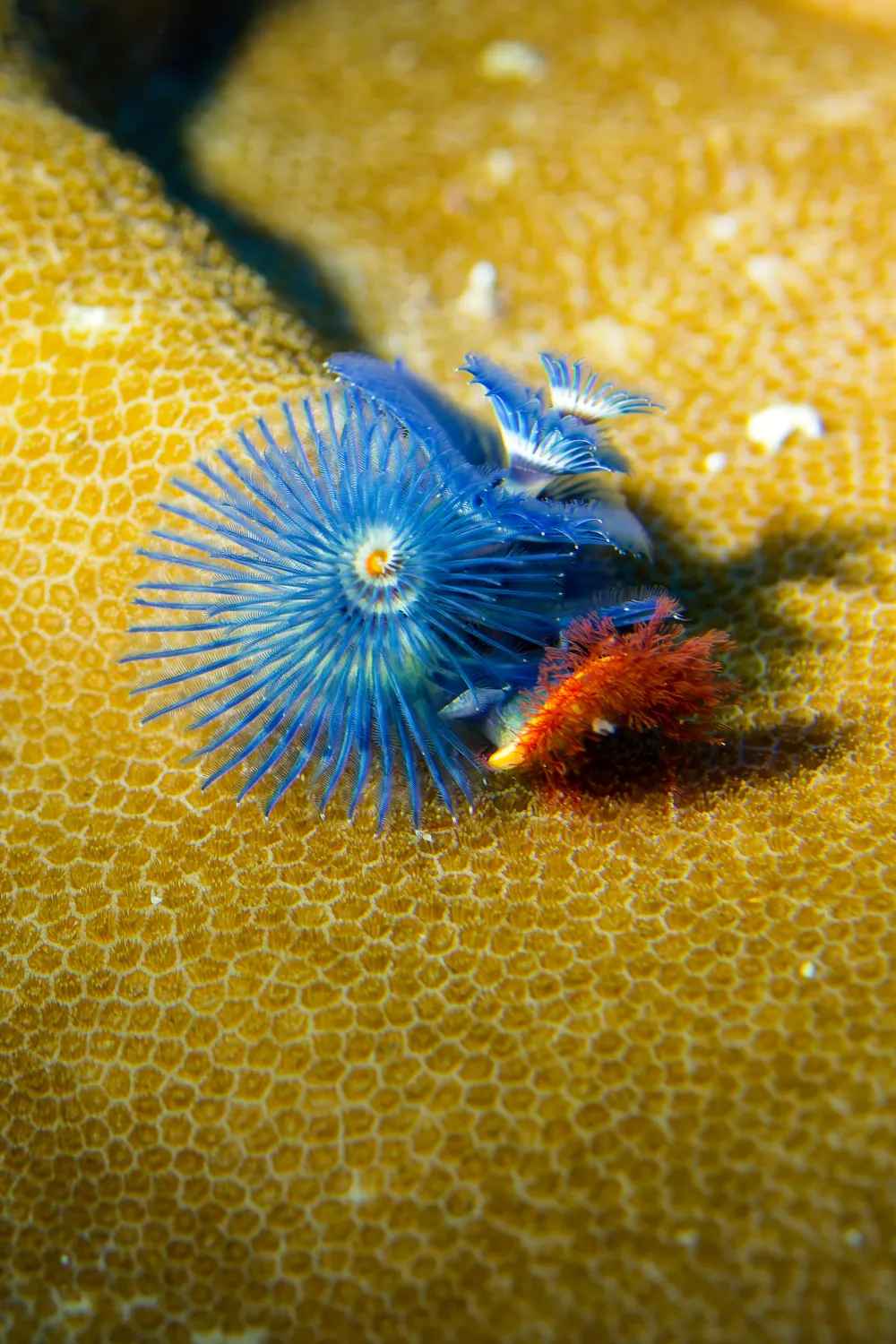 Ver-arbre de Noël de l'Indo-Pacifique Spirobranchus corniculatus