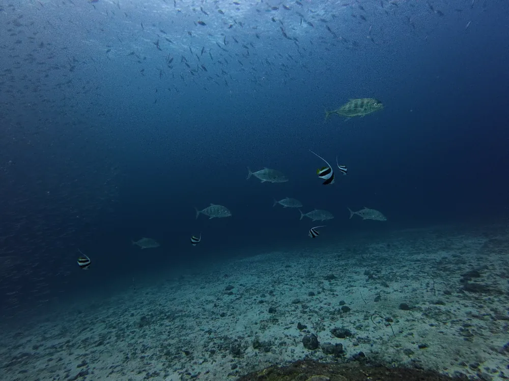 Carangue à Goutte d'Or Turrum fulvoguttatum