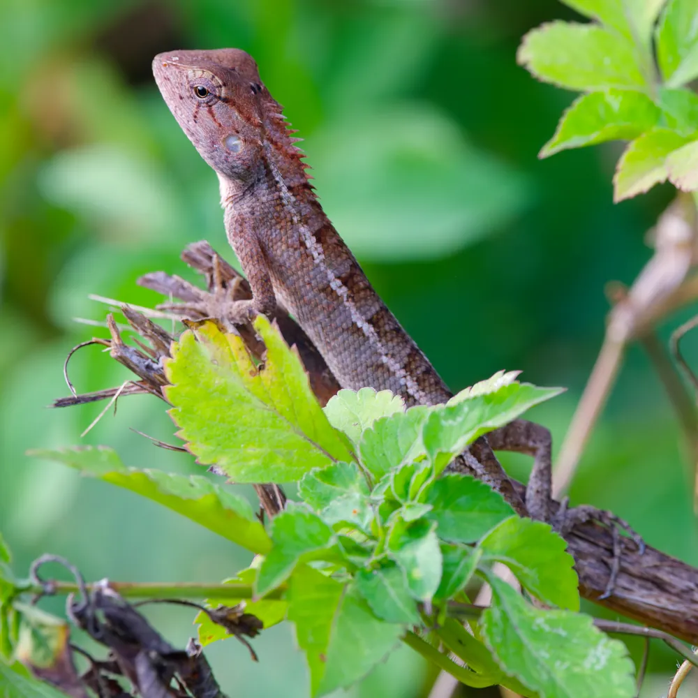 Agame Arlequin Calotes versicolor