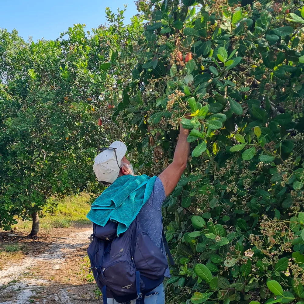 Plantations d'anacardiers à Koh Phayam