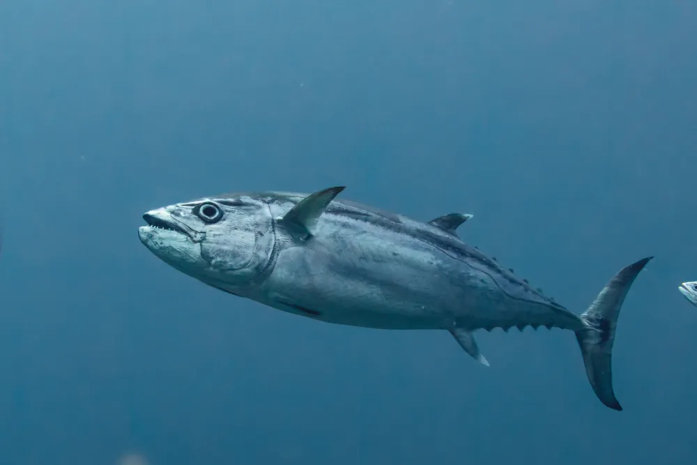 Bonite à Gros Yeux Gymnosarda unicolor