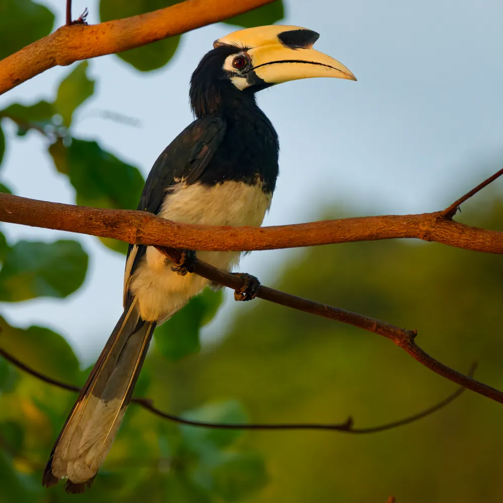 Calao Pie - Anthracoceros albirostris