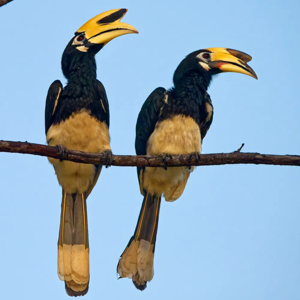 Calao Pie Anthracoceros albirostris