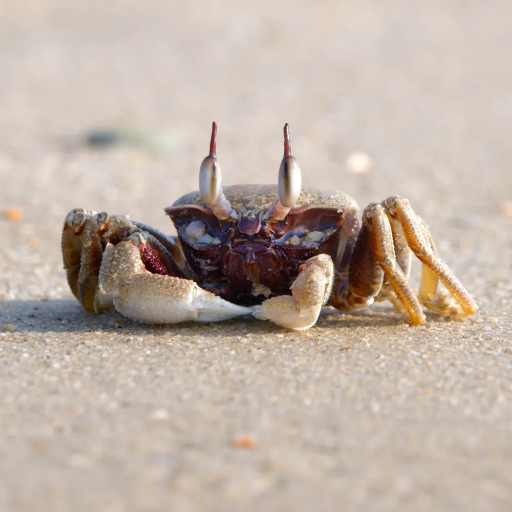 Crabe-fantôme à Cornes Ocypode ceratophthalmus