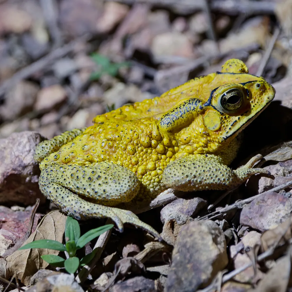 Crapaud Masqué - Duttaphrynus melanostictus