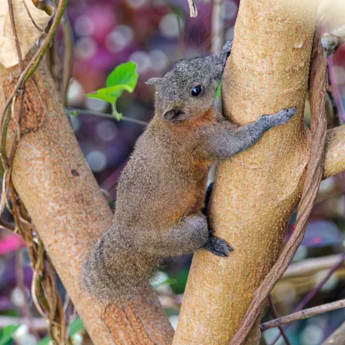 Ecureuil Arboricole à Ventre Gris Callosciurus caniceps
