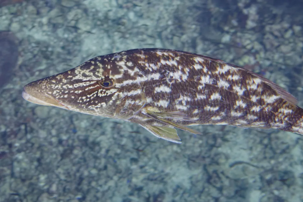 Empereur Gueule Longue Lethrinus olivaceus