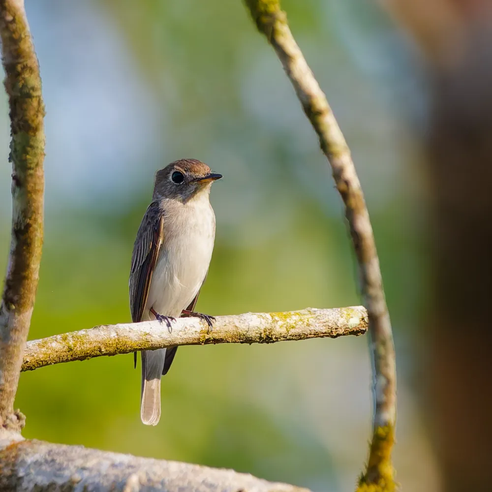 Gobemouche Brun Muscicapa dauurica