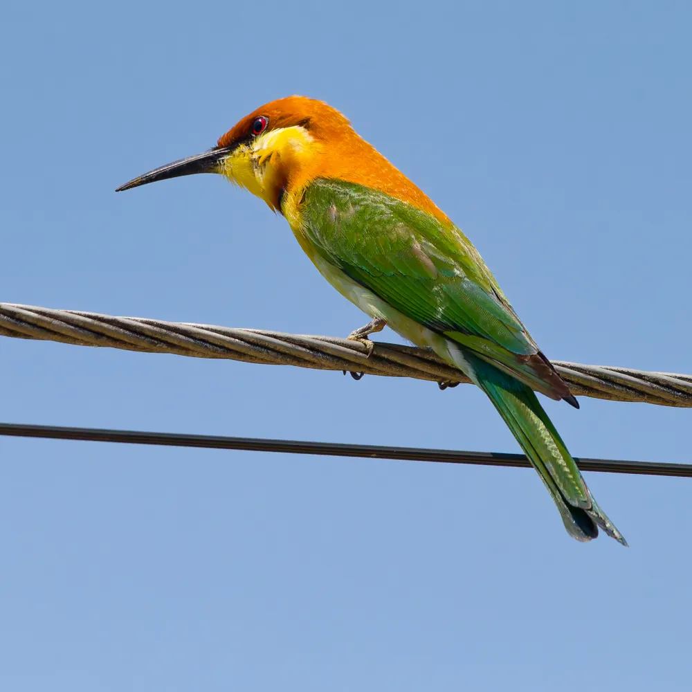 Guêpier de Leschenault Merops leschenaulti